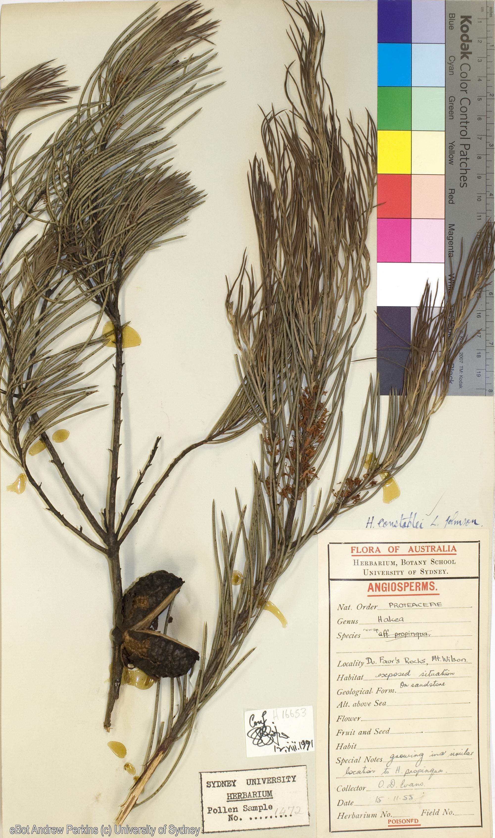 Hakea constablei
