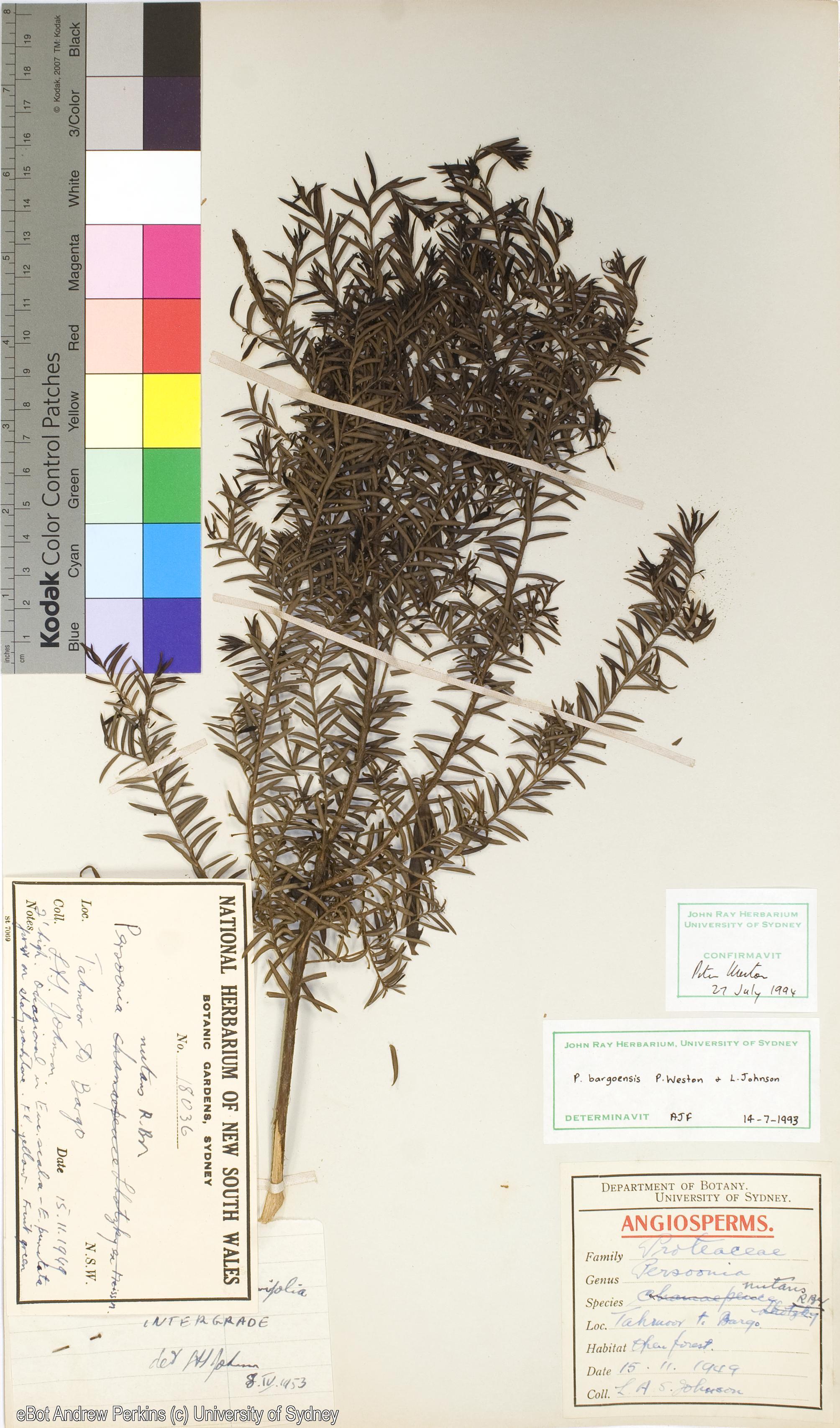 Persoonia bargoensis