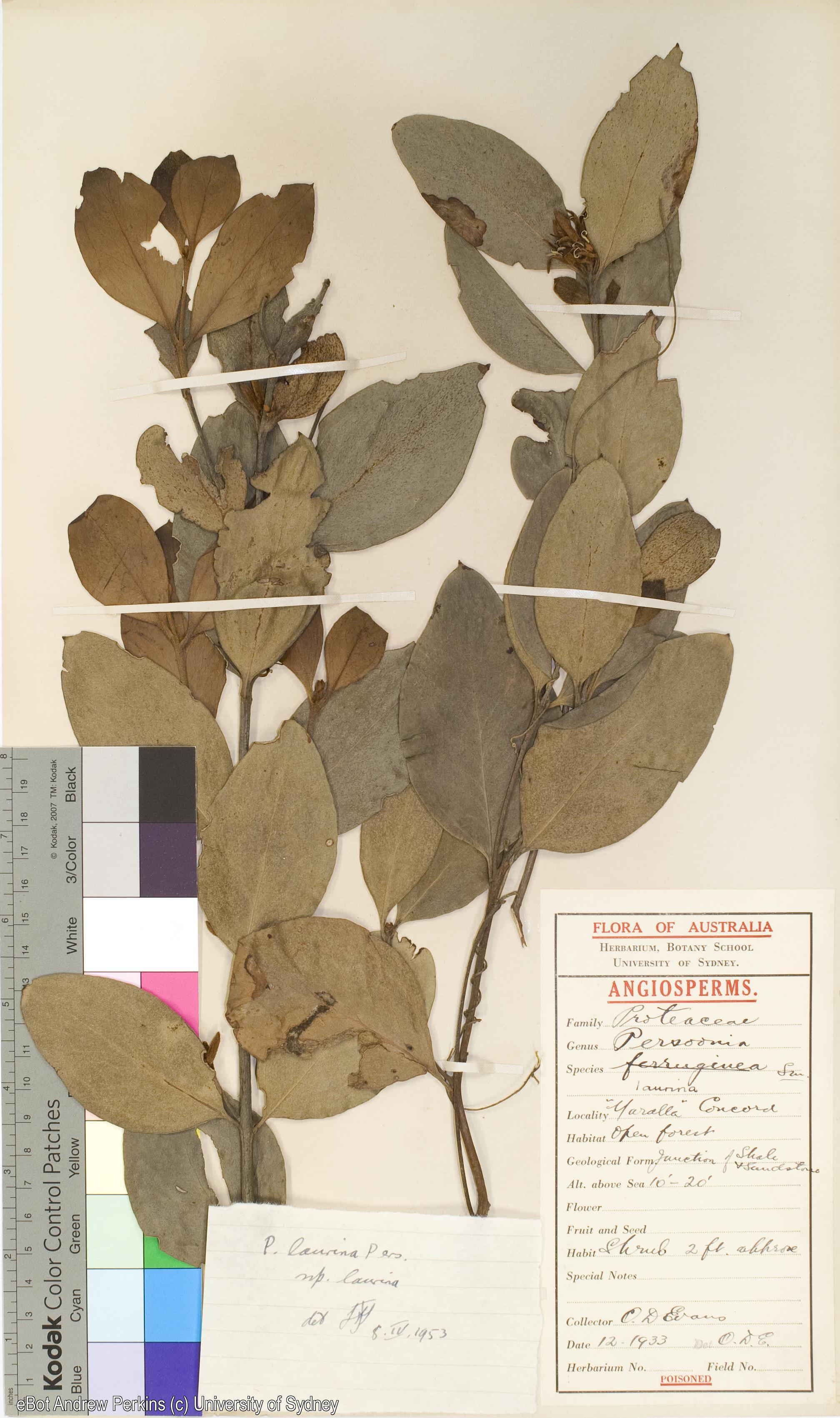 Persoonia laurina subsp. laurina