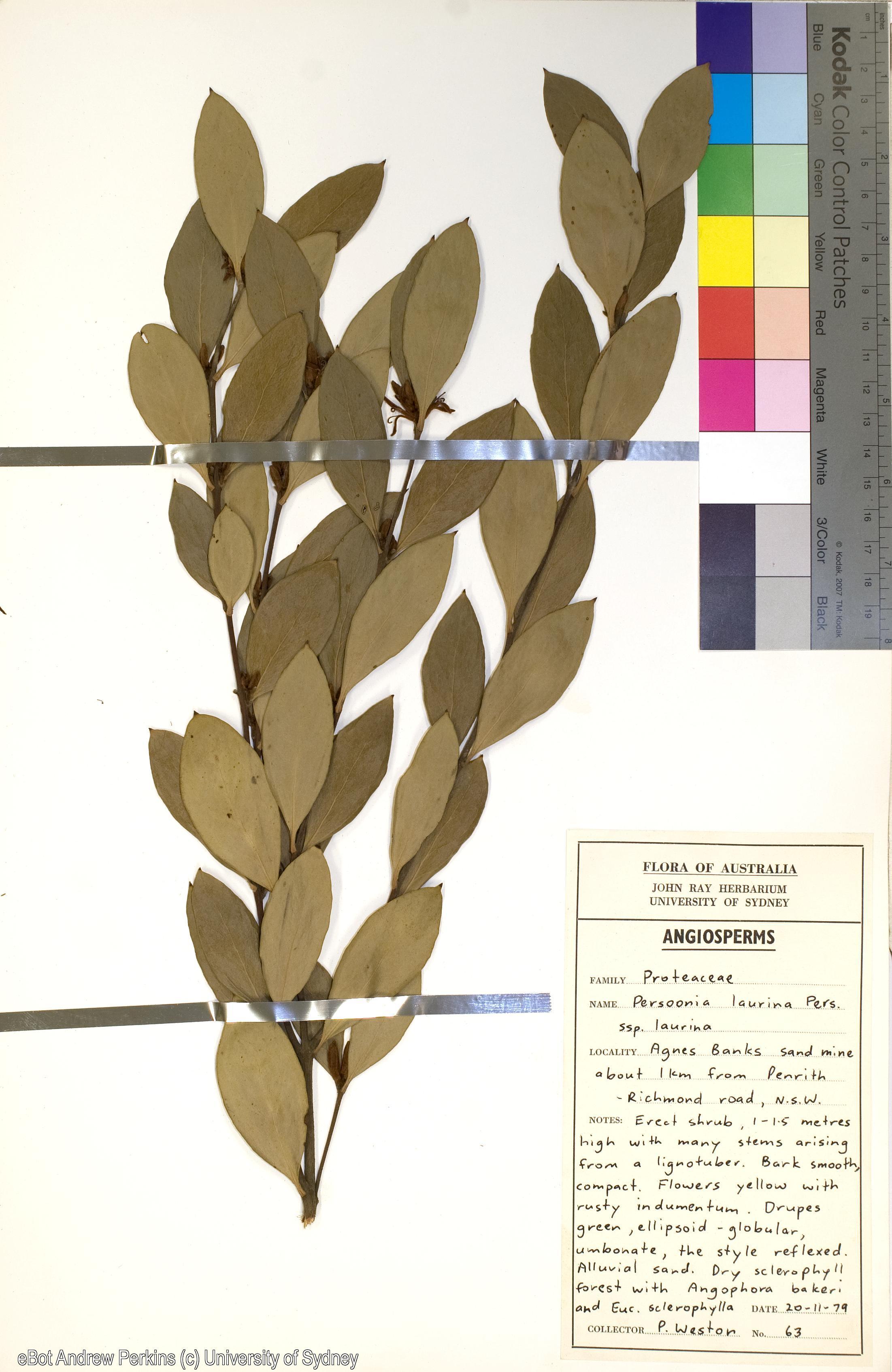 Persoonia laurina subsp. laurina