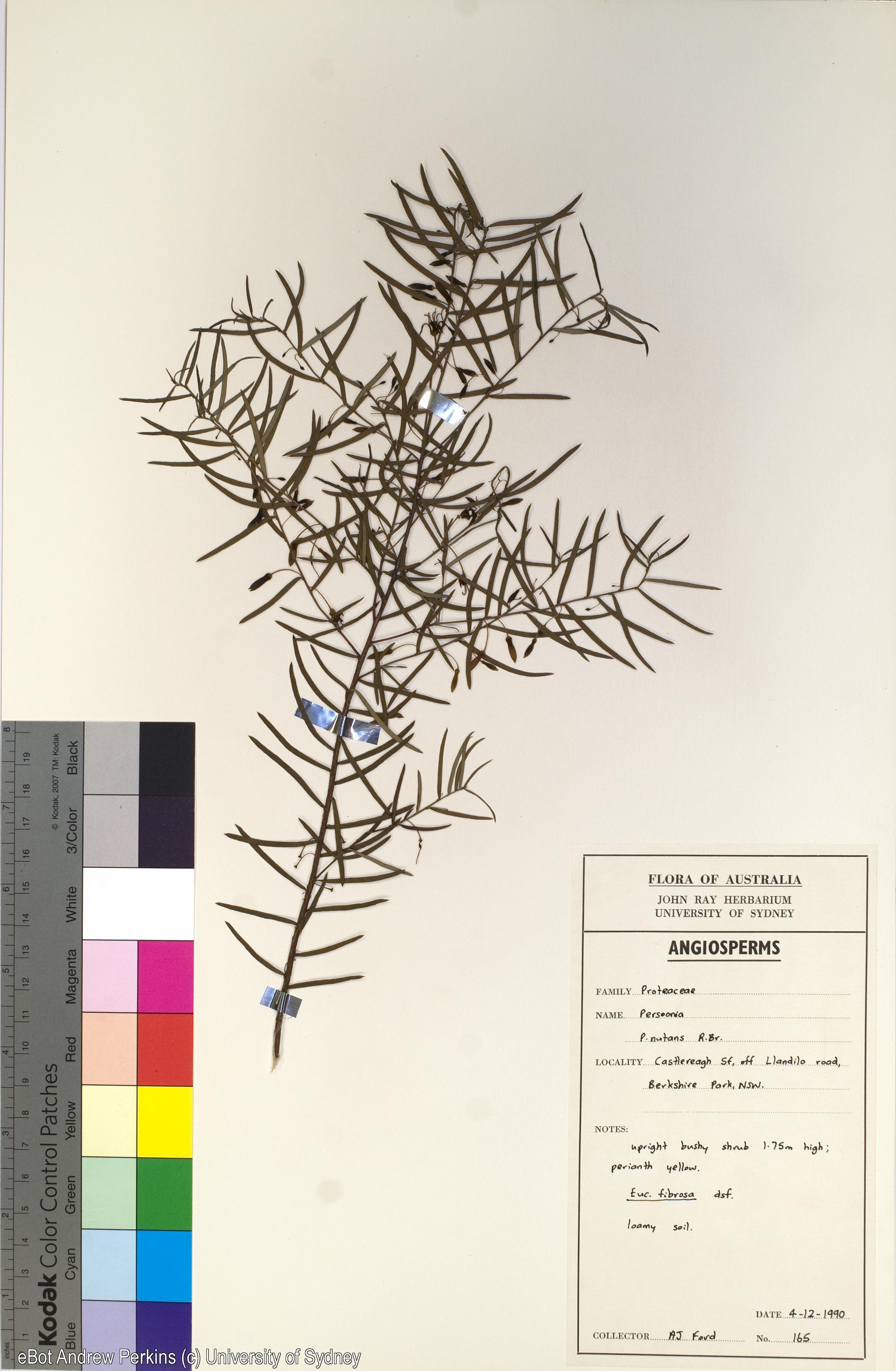 Persoonia nutans