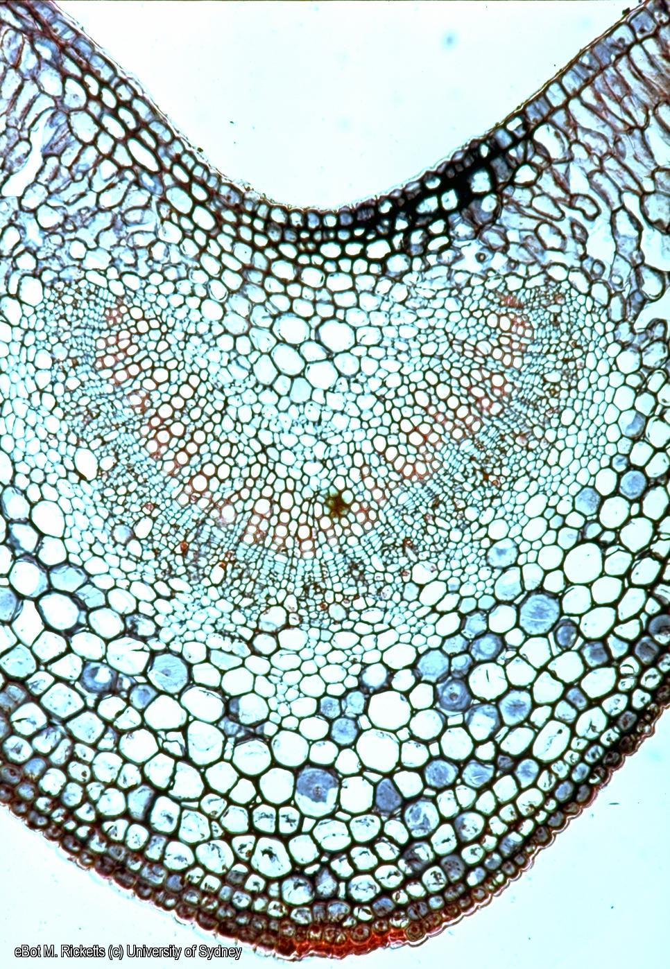 TS Ligustum leaf midrib