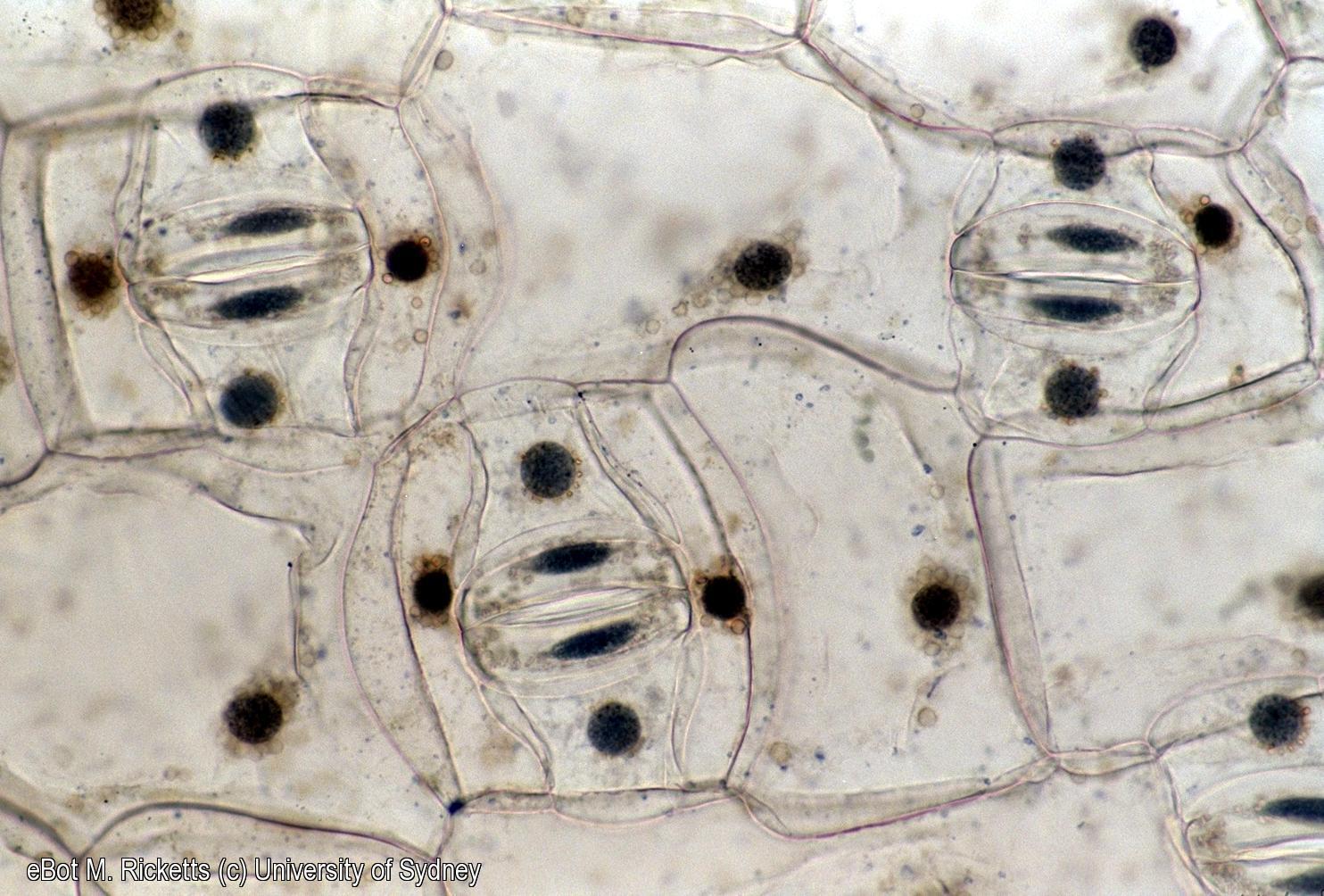 Tradescantia epidermal leaf peel