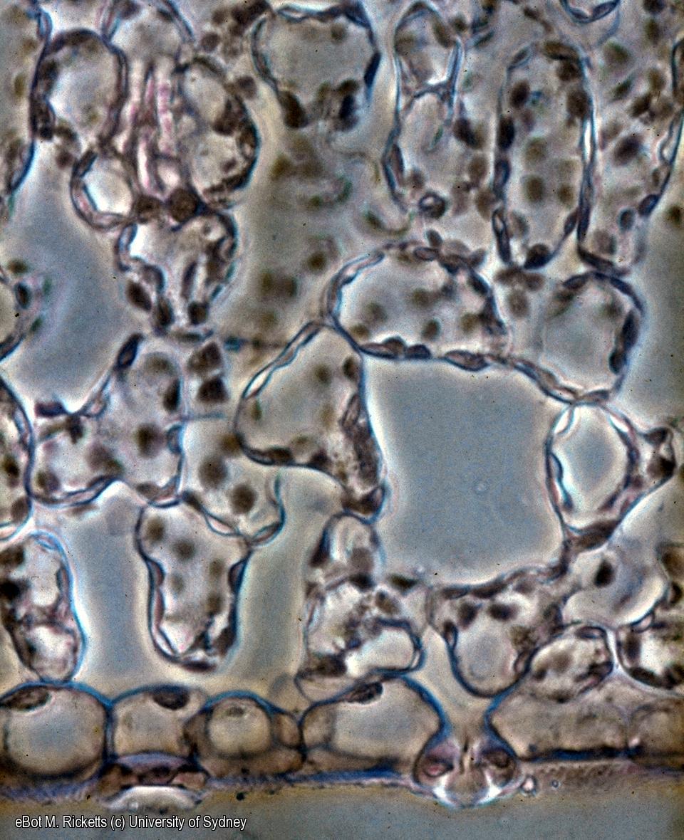 TS Ligustrum leaf lamina