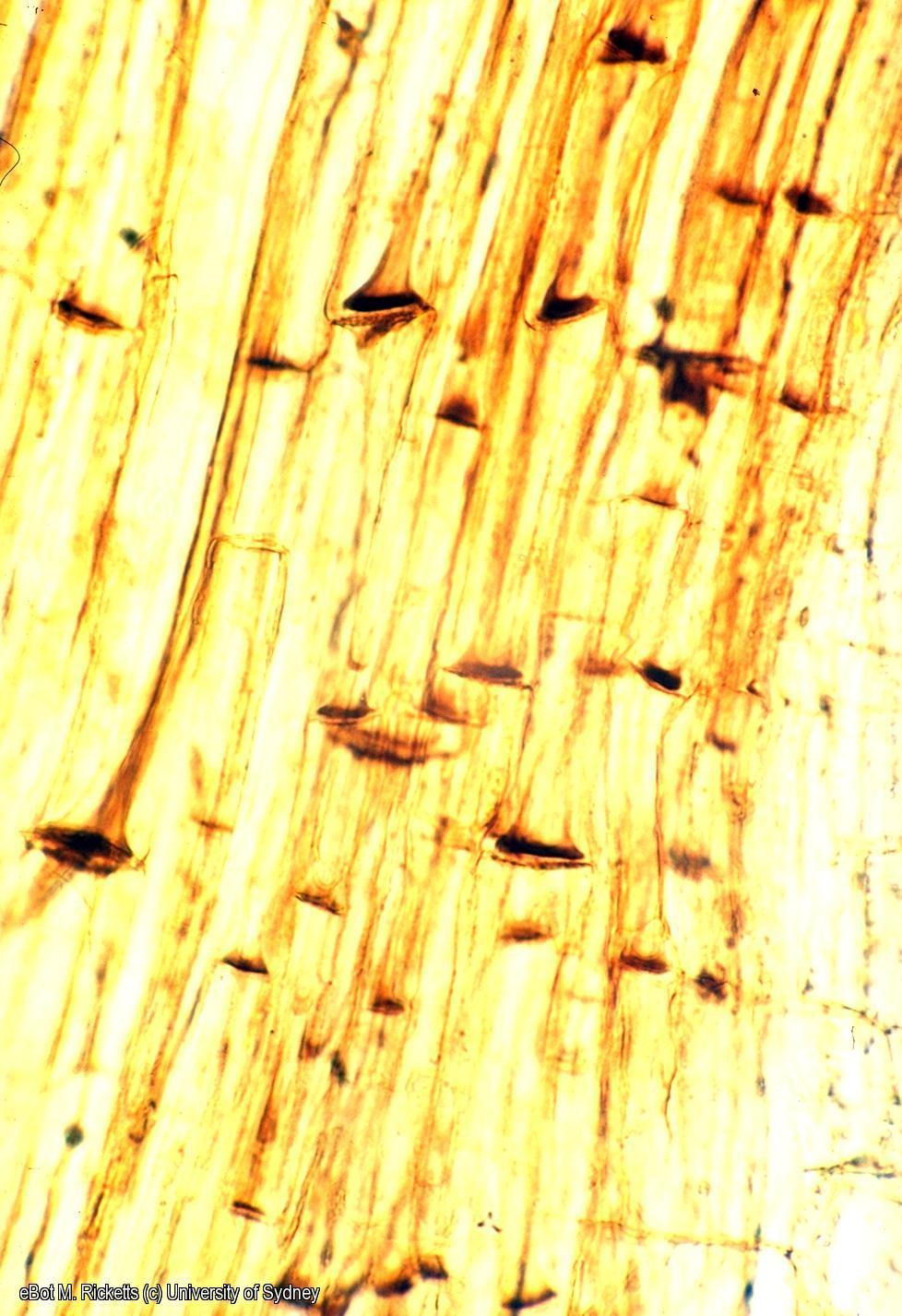 LS phloem Cucurbita stem