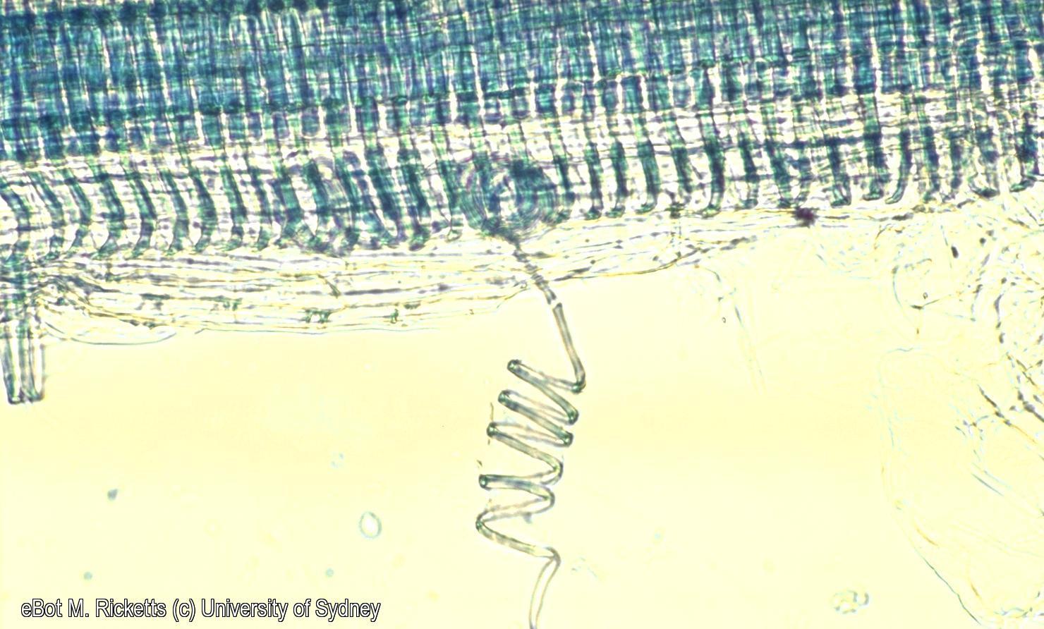 Cell macerate of Cucurbita stem xylem