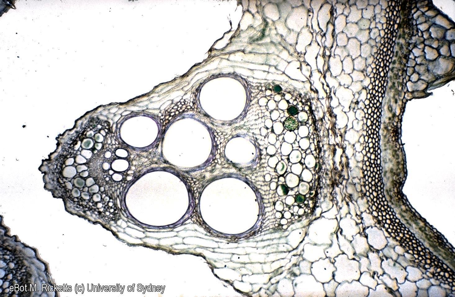 TS vascular bundle of Cucurbita stem