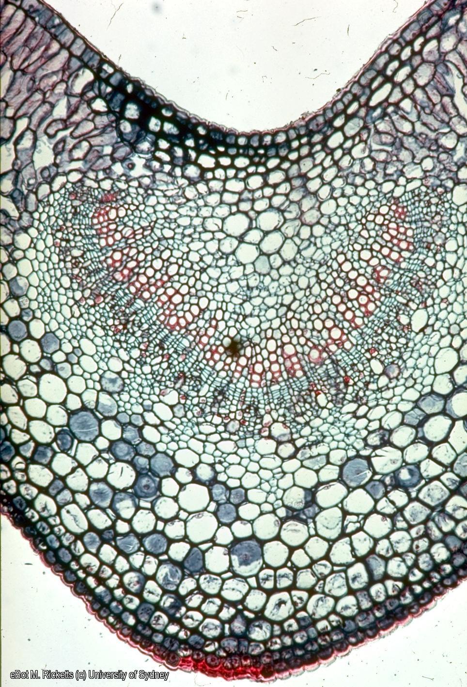 TS Ligustrum leaf midrib