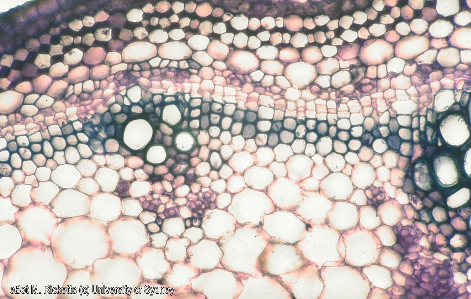 TS Solanum esculentum stem