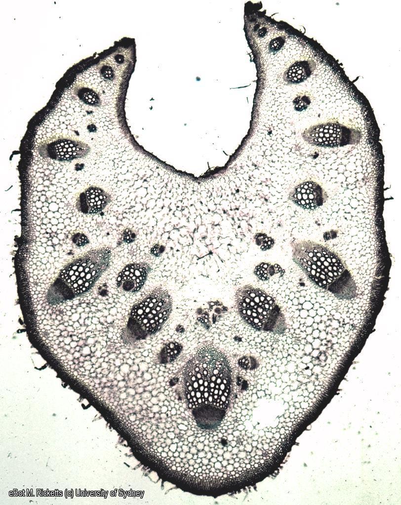 TS Apium graveolens petiole