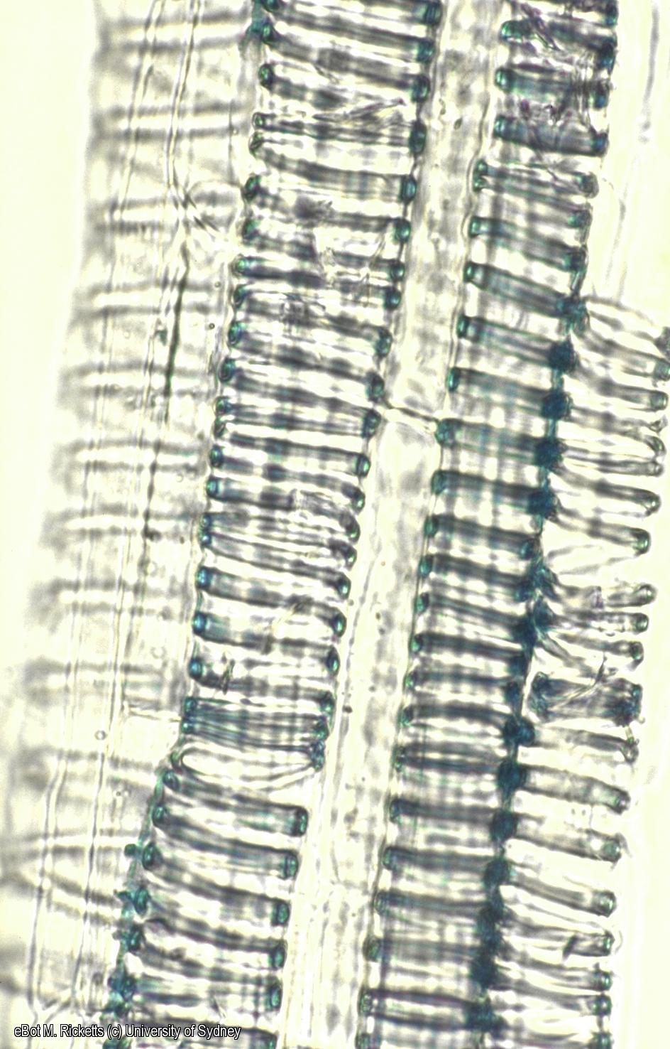 Cell macerate of Cucurbita stem xylem