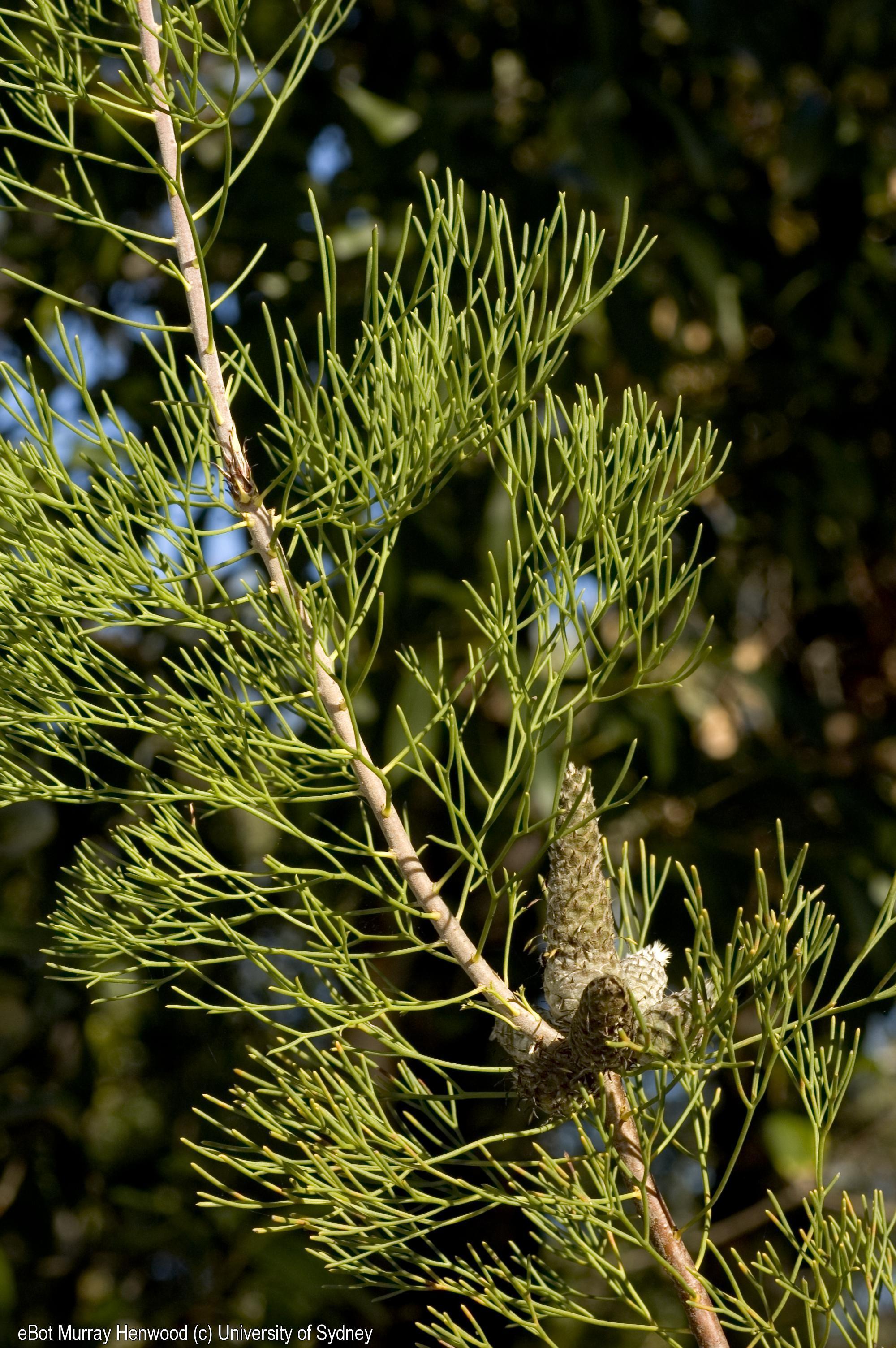 Petrophile pulchella.