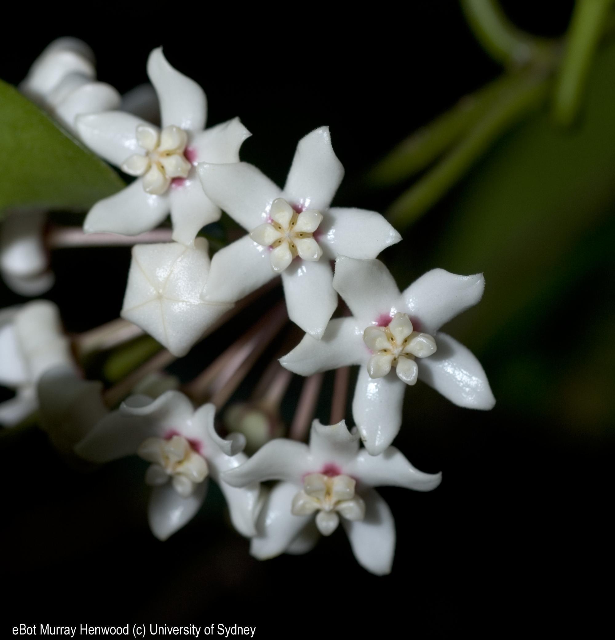 Hoya australis