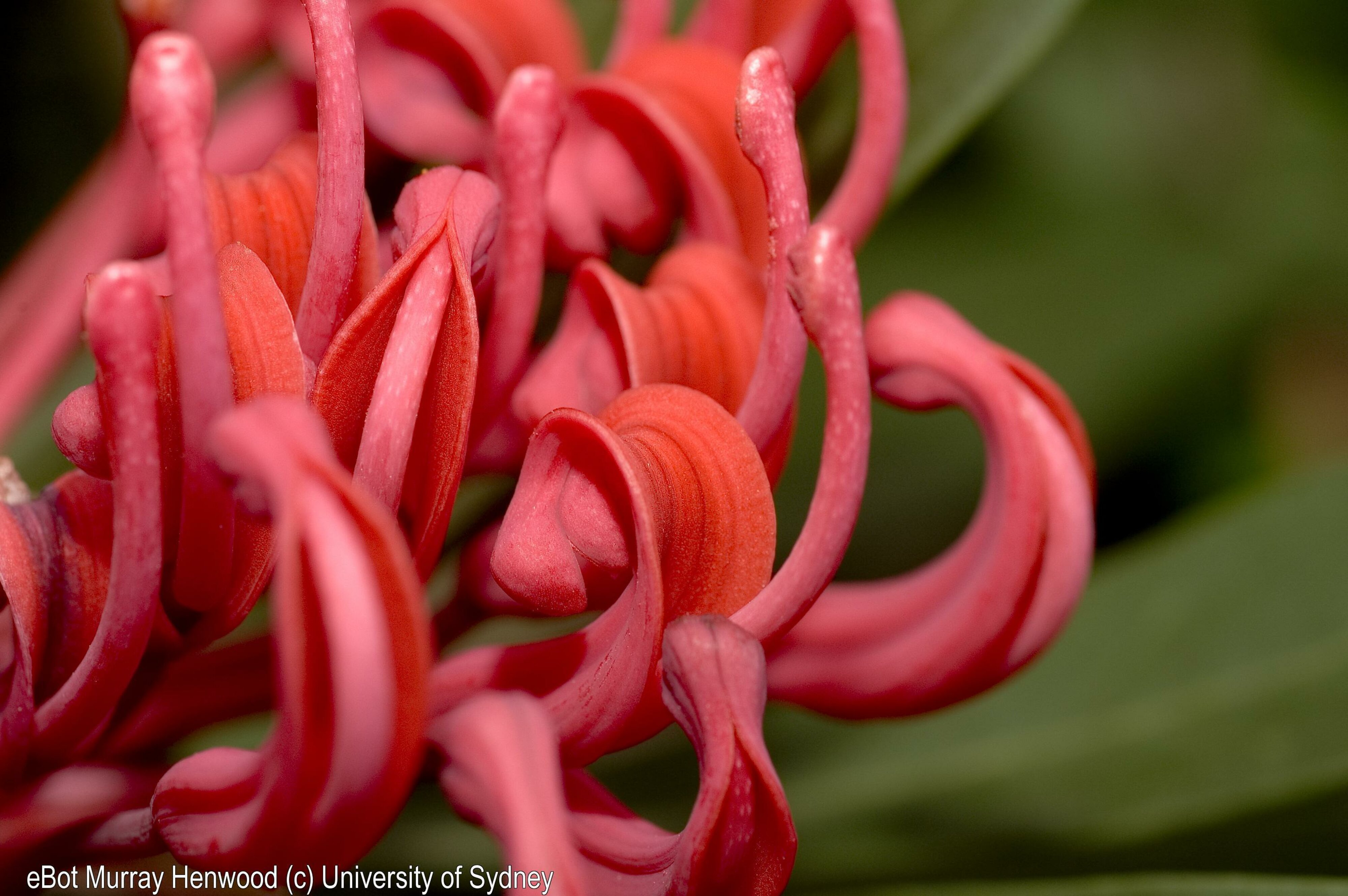 Telopea sp. pollen presenters