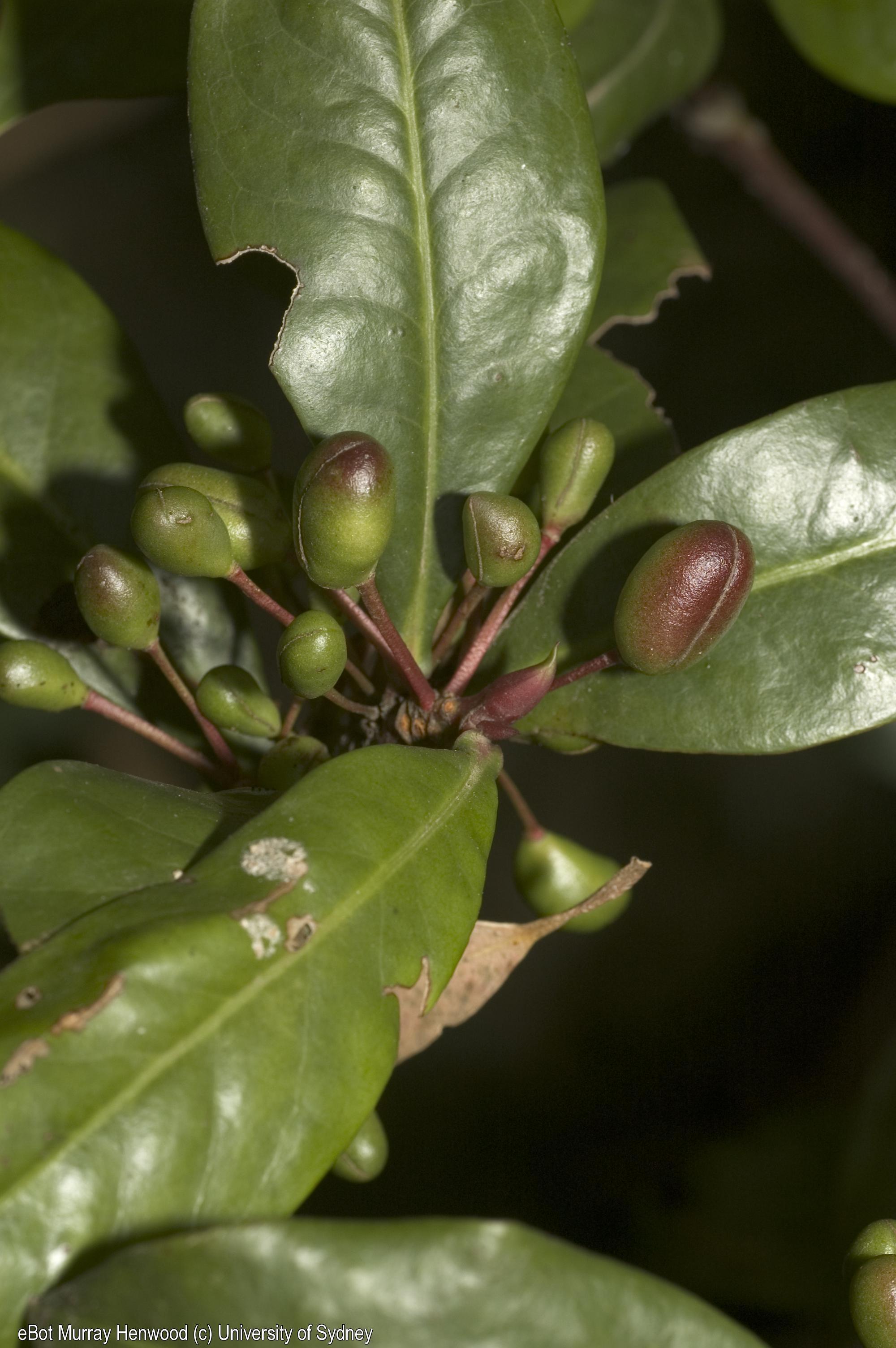 Tasmannia insipida fruit