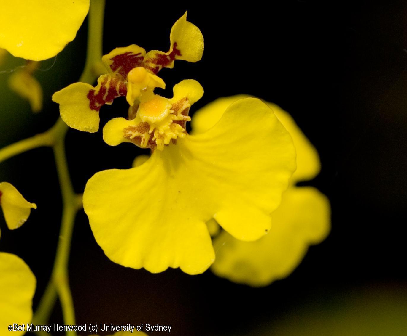 Oncidium sp.