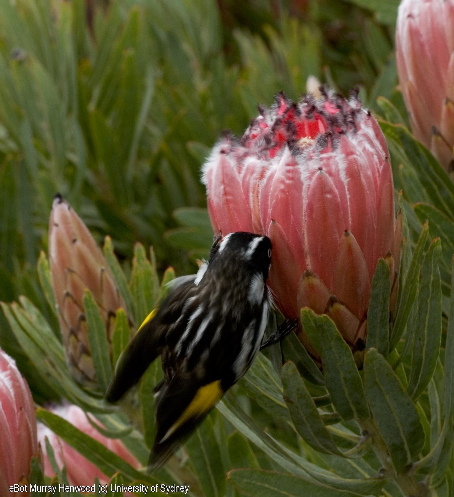 Protea with Honeyeater
