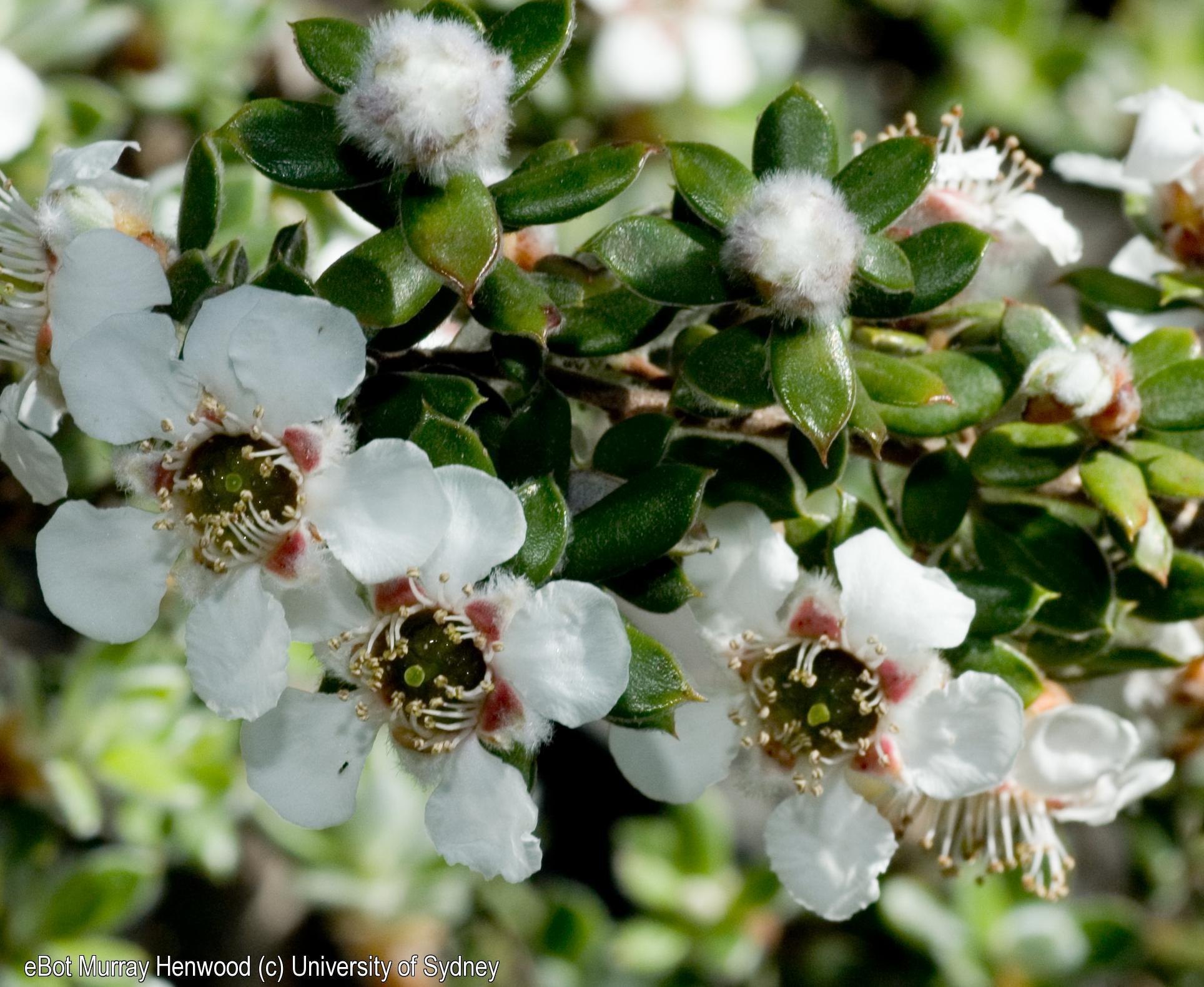 Leptospermum lanigerum