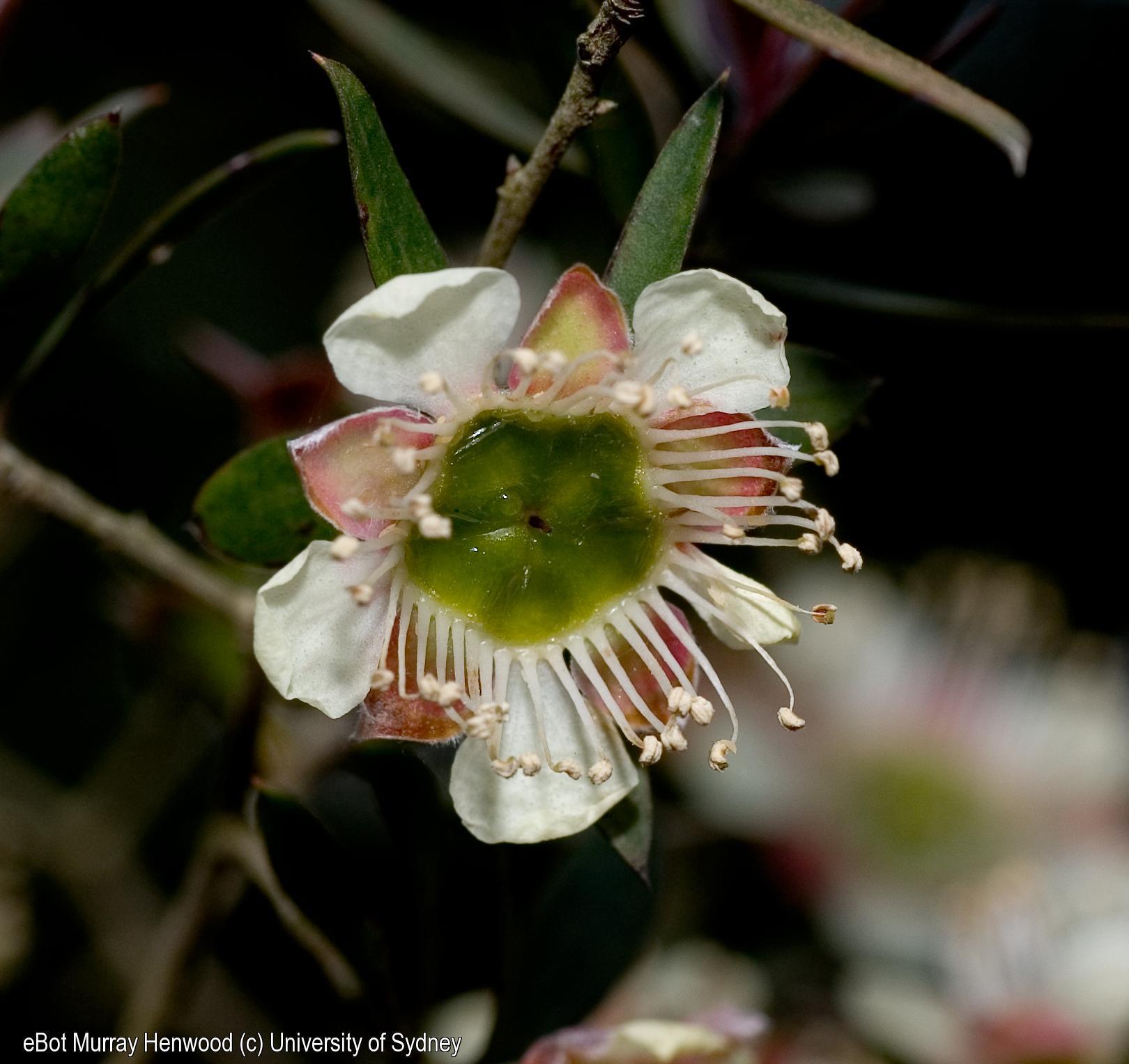 Leptospermum sp.