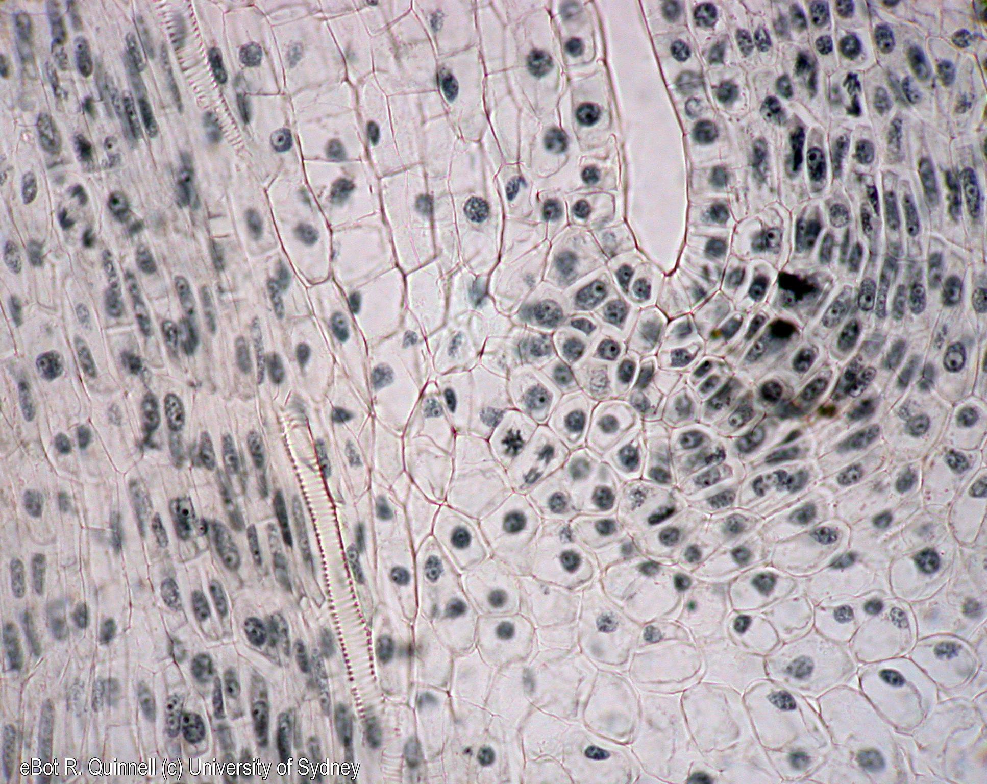 LS Vicia faba shoot apex