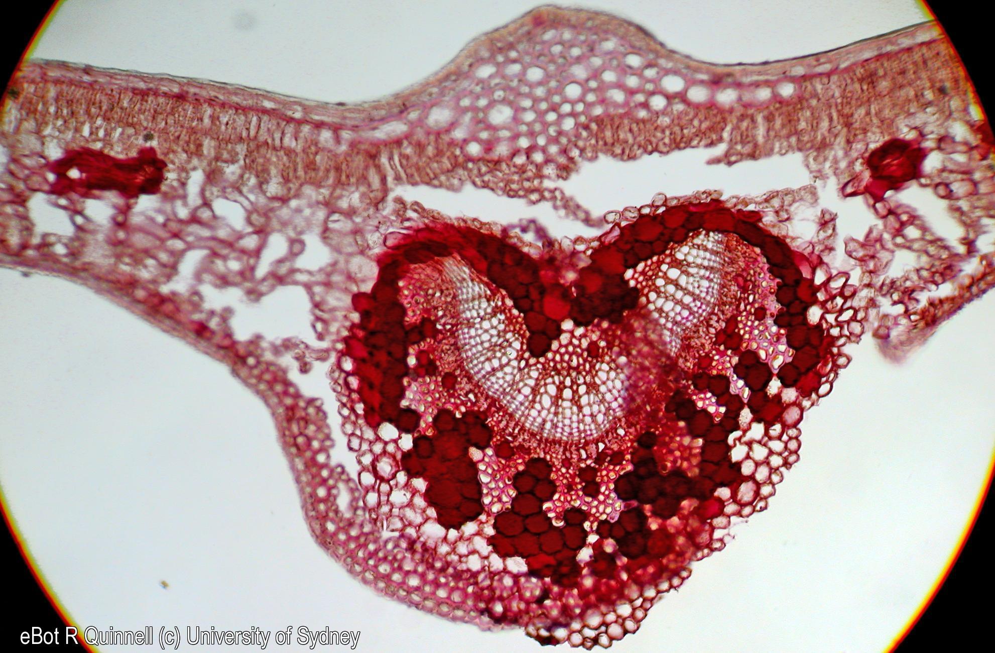 TS laurel leaf midrib