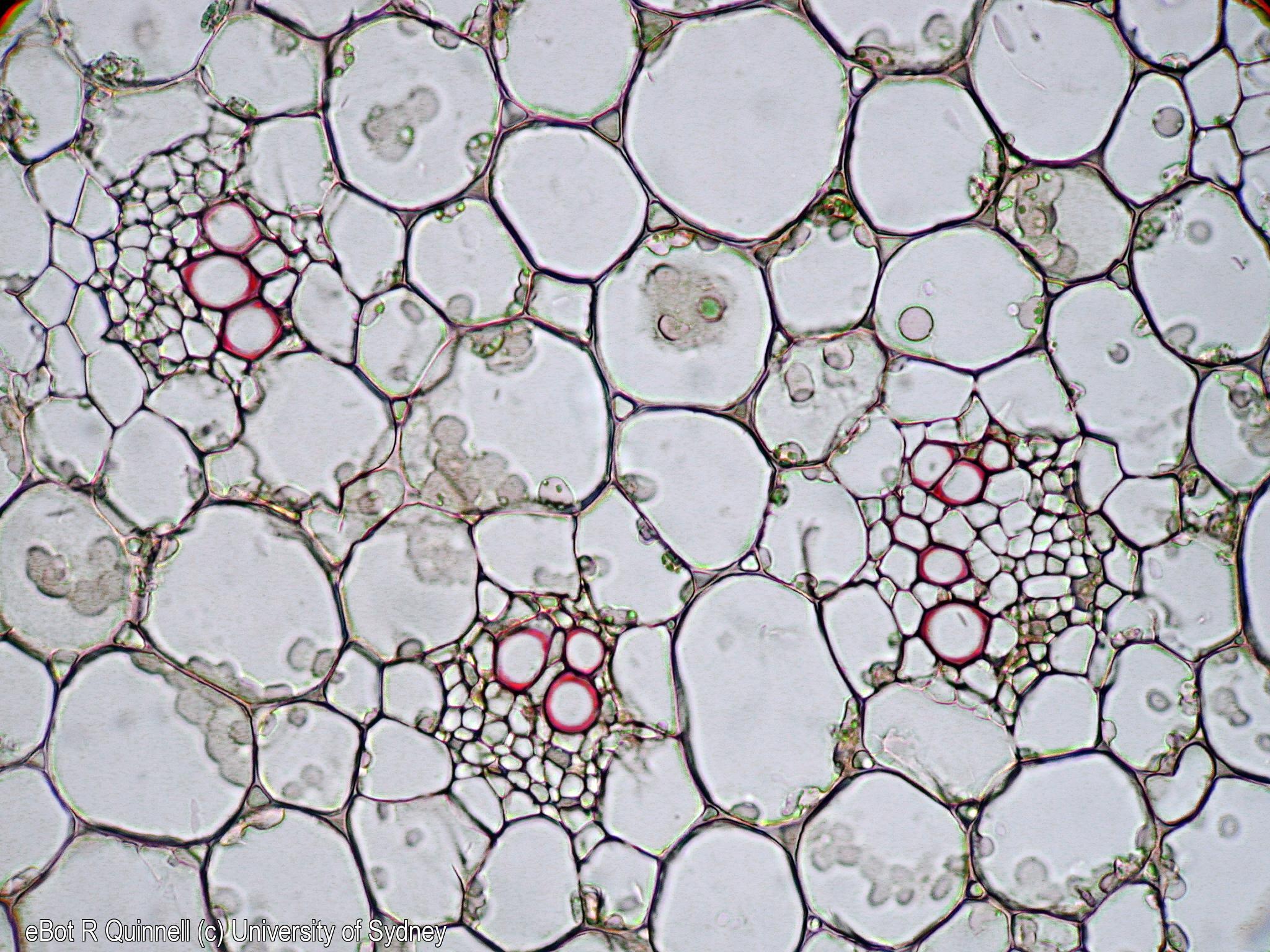 TS Peperomia stem vascular bundles