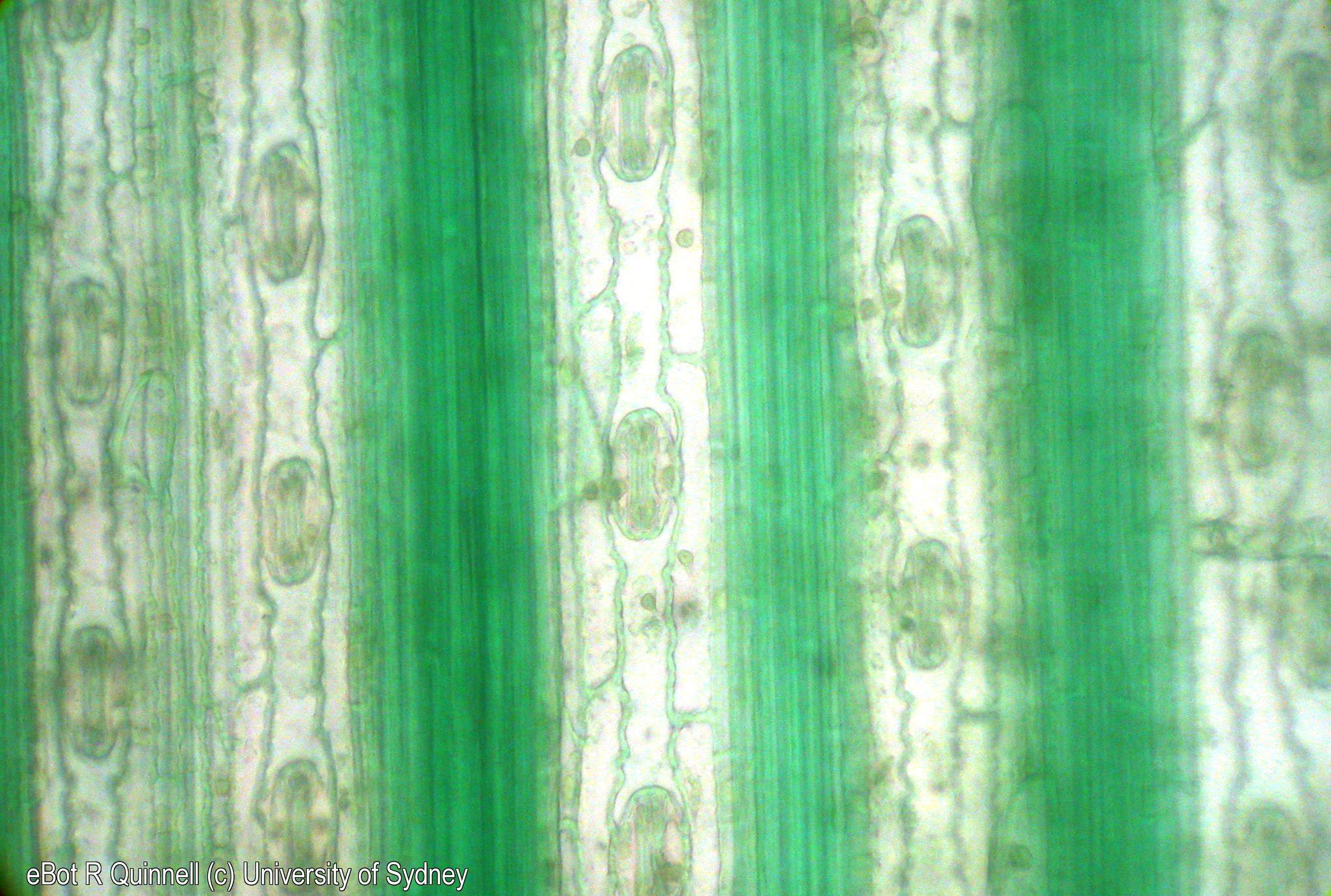 Epidermal section Saccharum offininalum