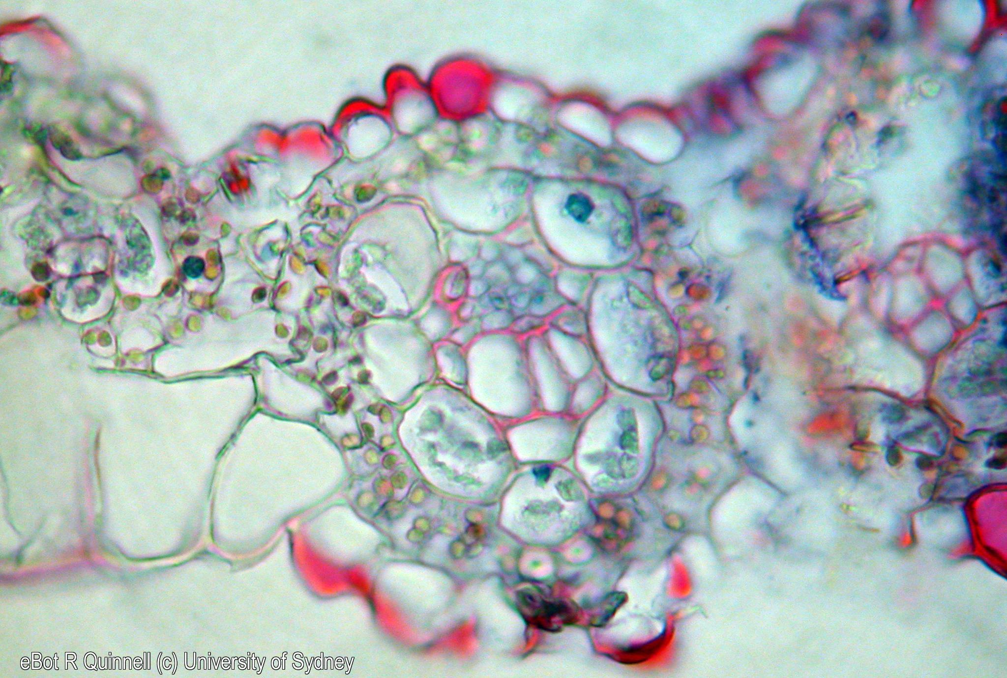 TS Saccharum officinalum