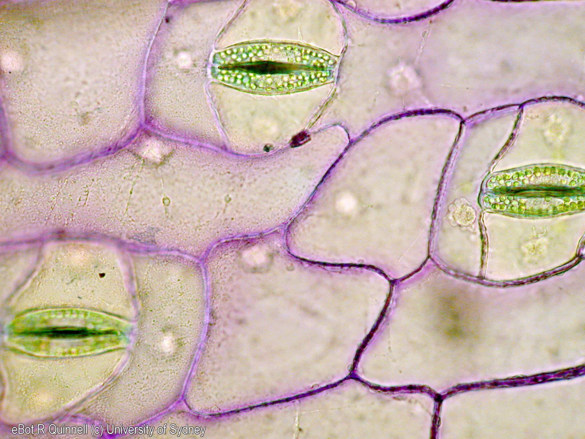 Epidermal peel Tradescantia leaf