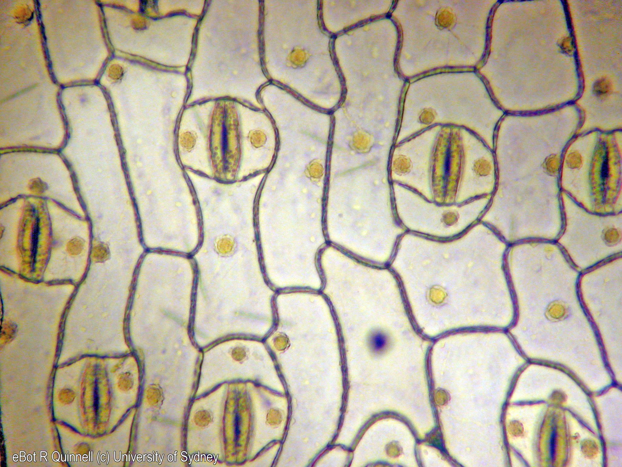 Epidermal peel Tradescantia leaf