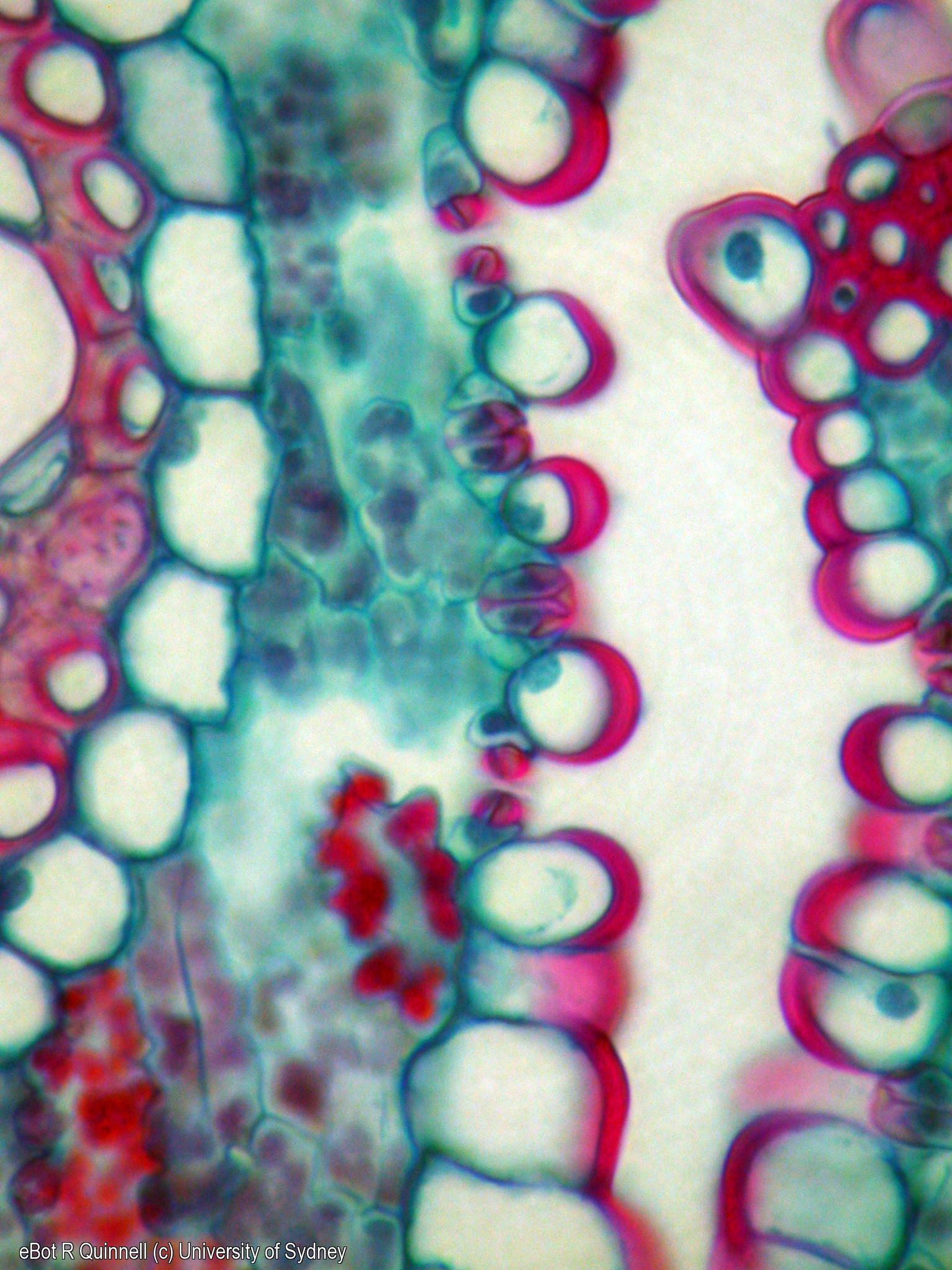 TS Ammophila (beach grass) leaf stomata