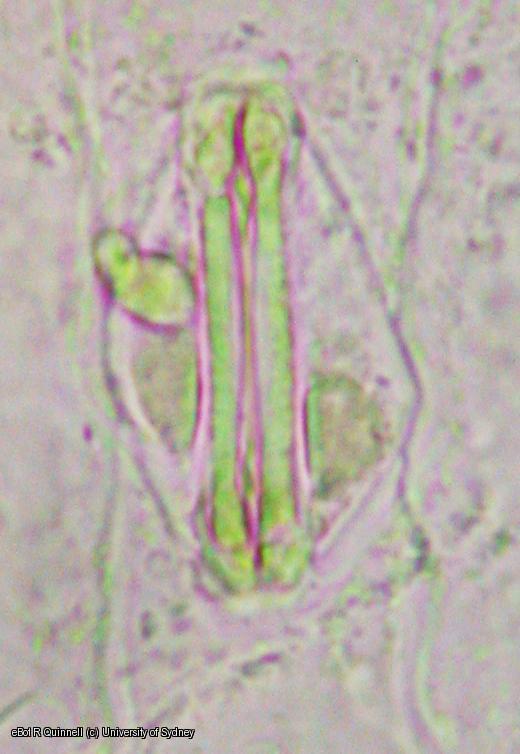 Epidermal peel Zea mays leaf
