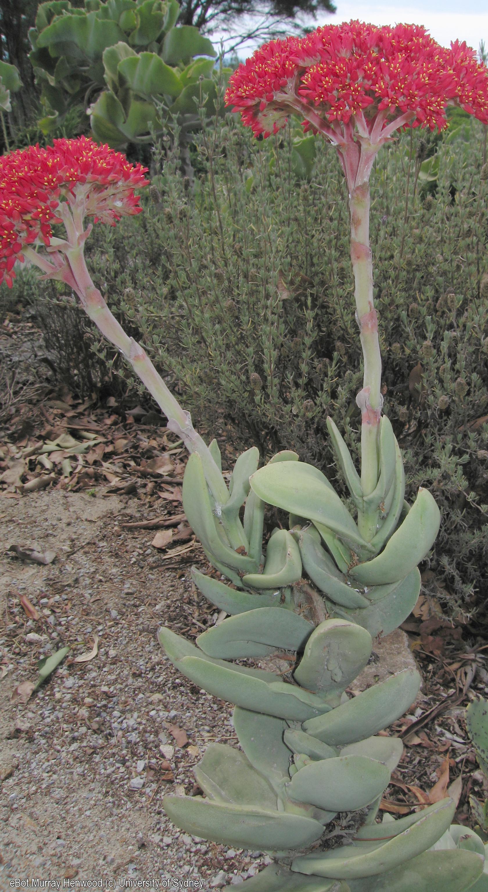 Crassula falcata