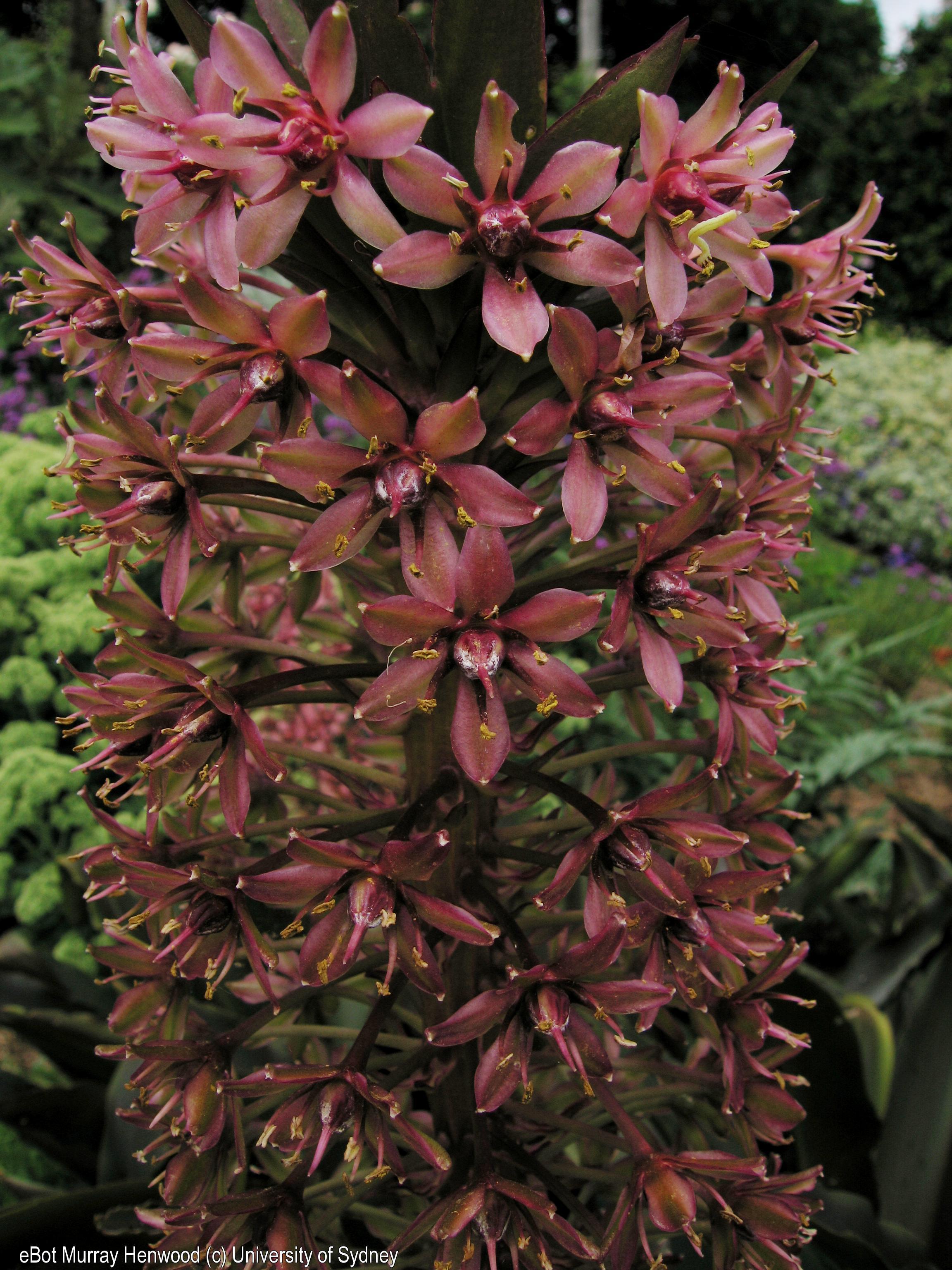 Eucomis comosa