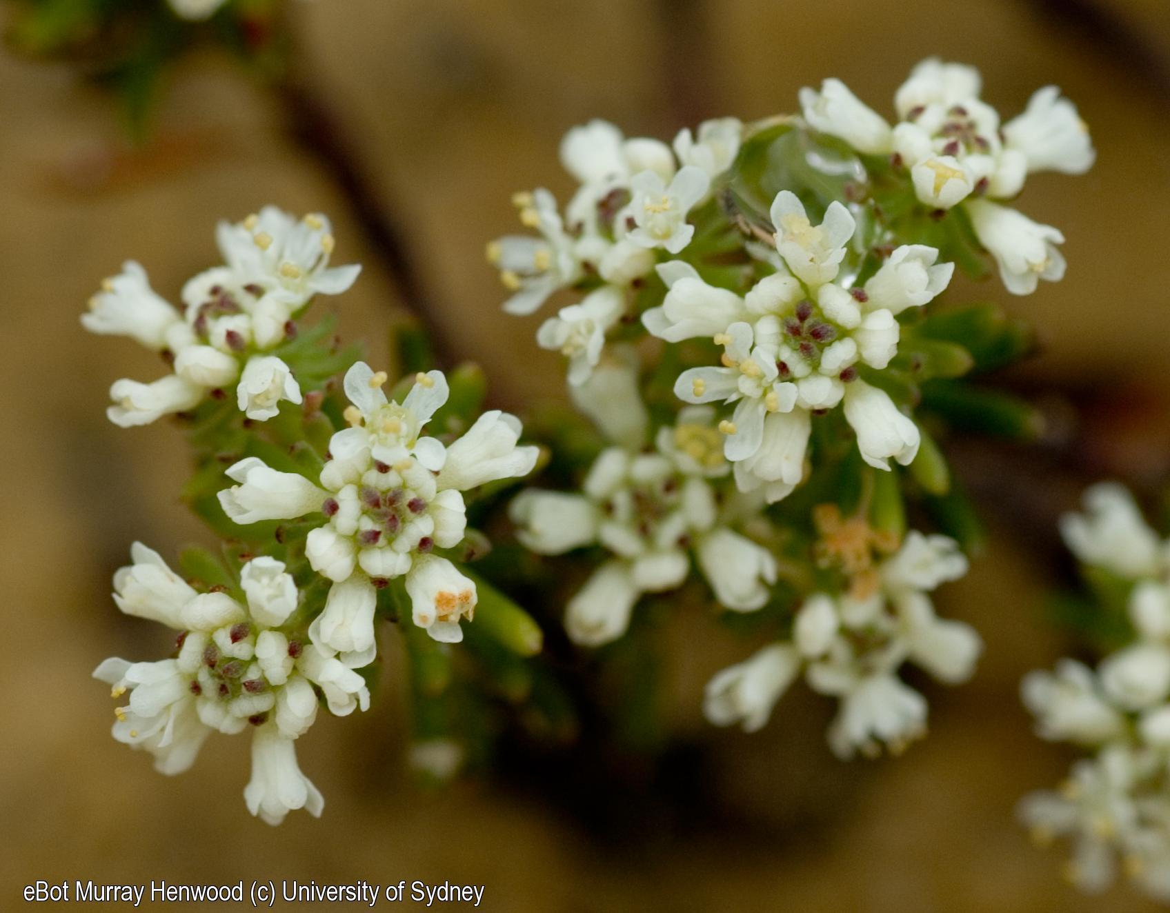 Poranthera ericifolia