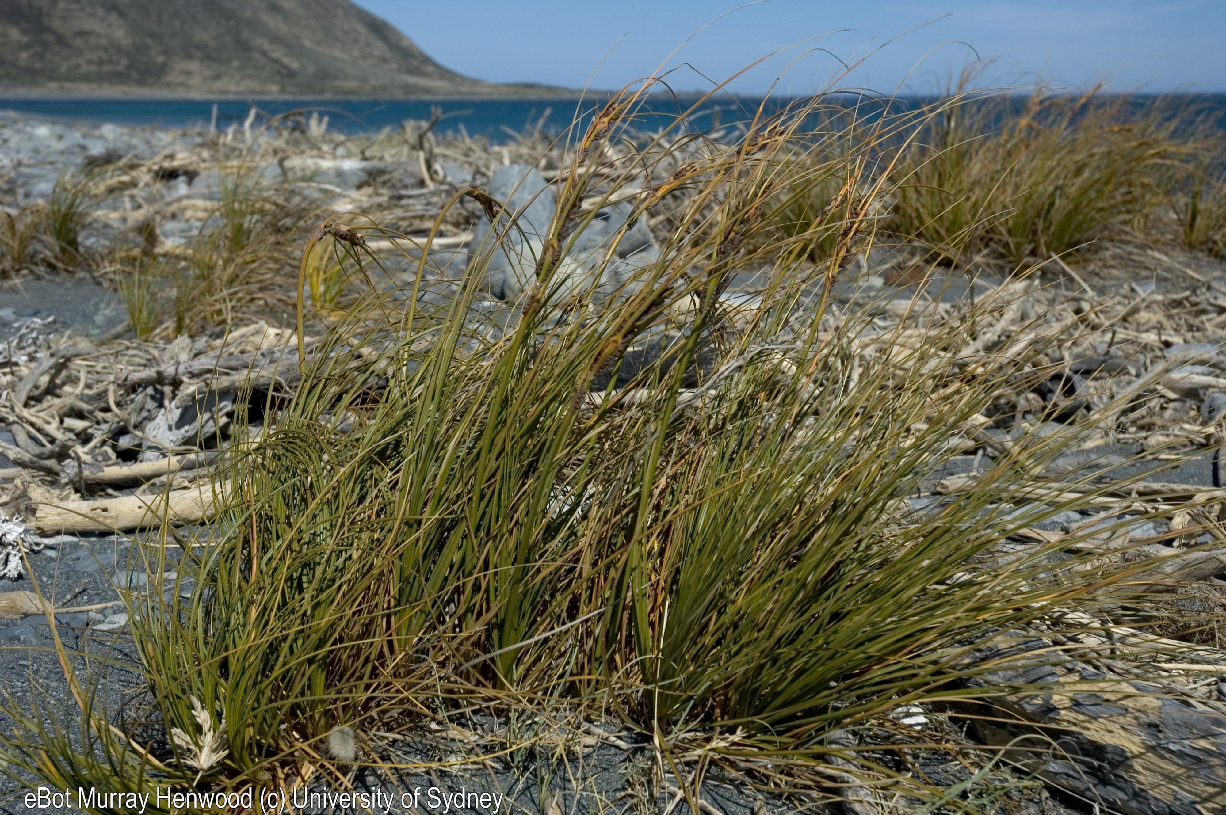 Desmoschoenus spiralis