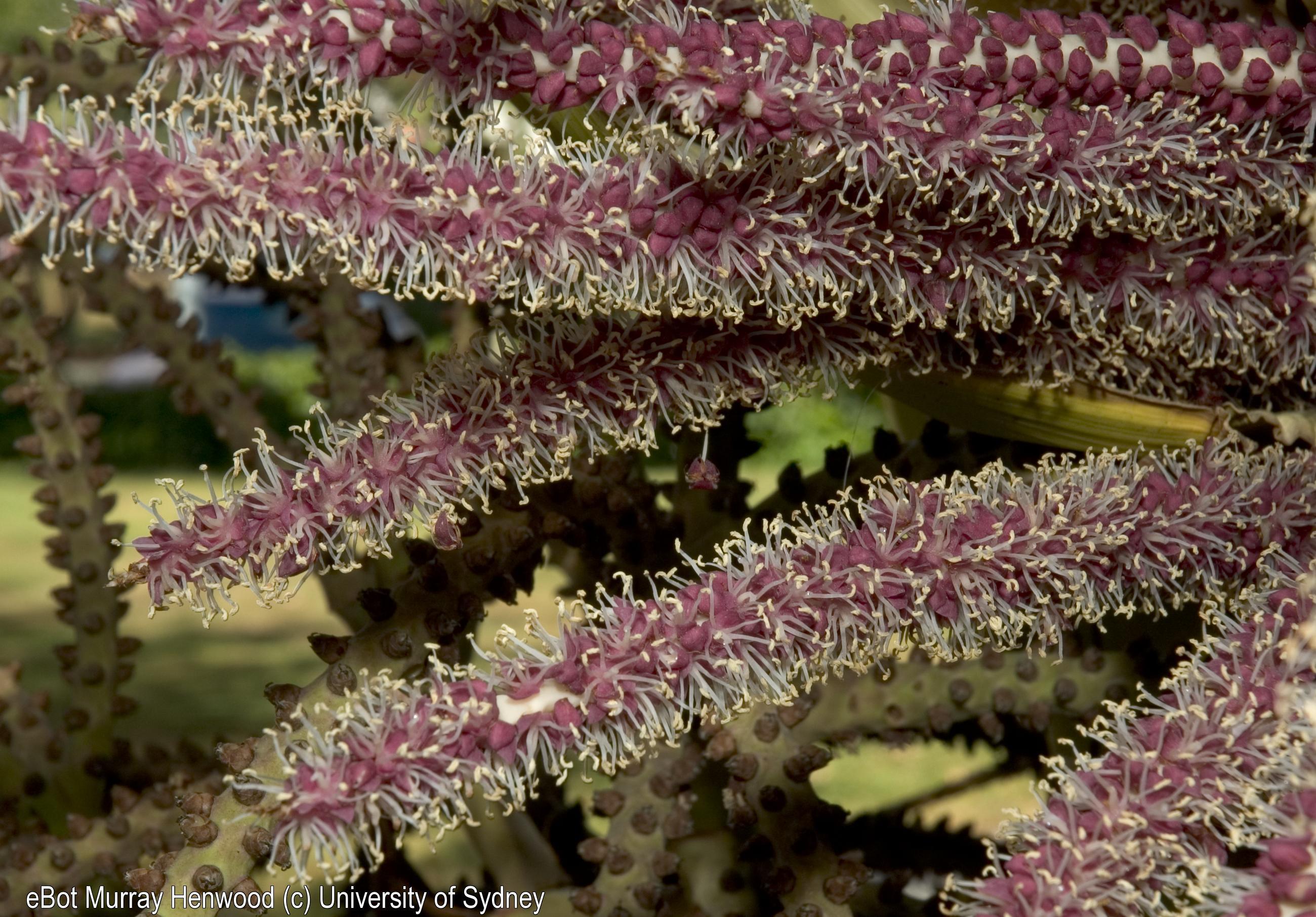 Rhopalostylis sapida