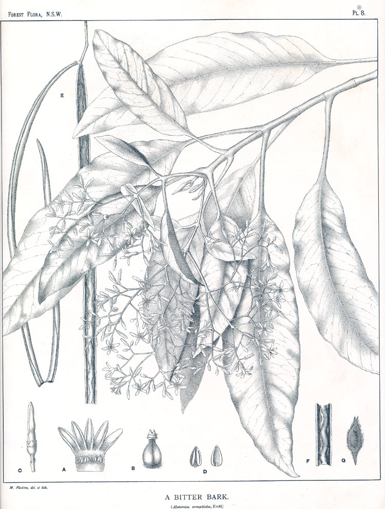 Forest Flora of New South Wales (Volume 1): Plate 8: A Bitter Bark