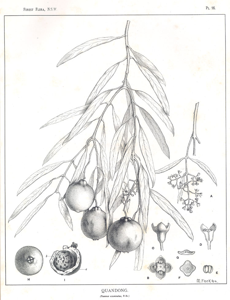 Forest Flora of New South Wales (Volume 1): Plate 16: Quandong