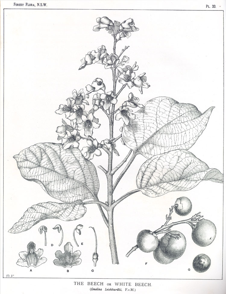 Forest Flora of New South Wales (Volume 1): Plate 33: The Beech or White Beech