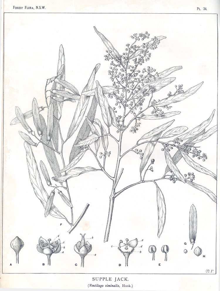 Forest Flora of New South Wales (Volume 1): Plate 34: Supple Jack