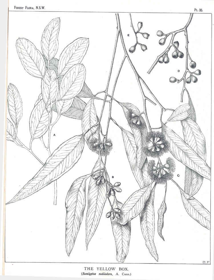 Forest Flora of New South Wales (Volume 1): Plate 35: The Yellow Box