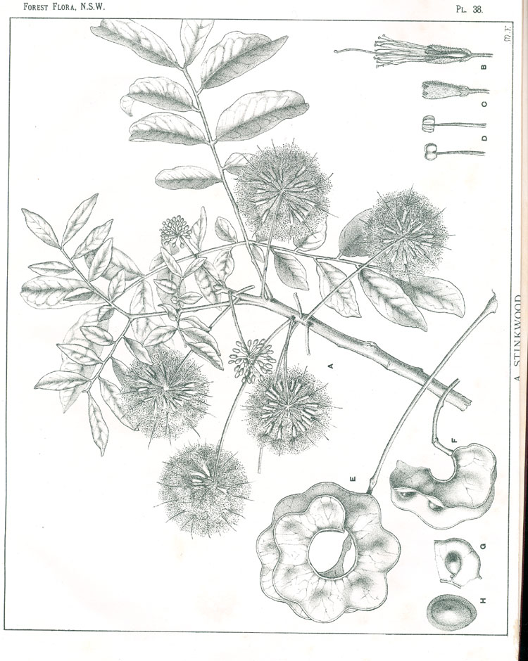Forest Flora of New South Wales (Volume 1): Plate 38: A Stinkwood