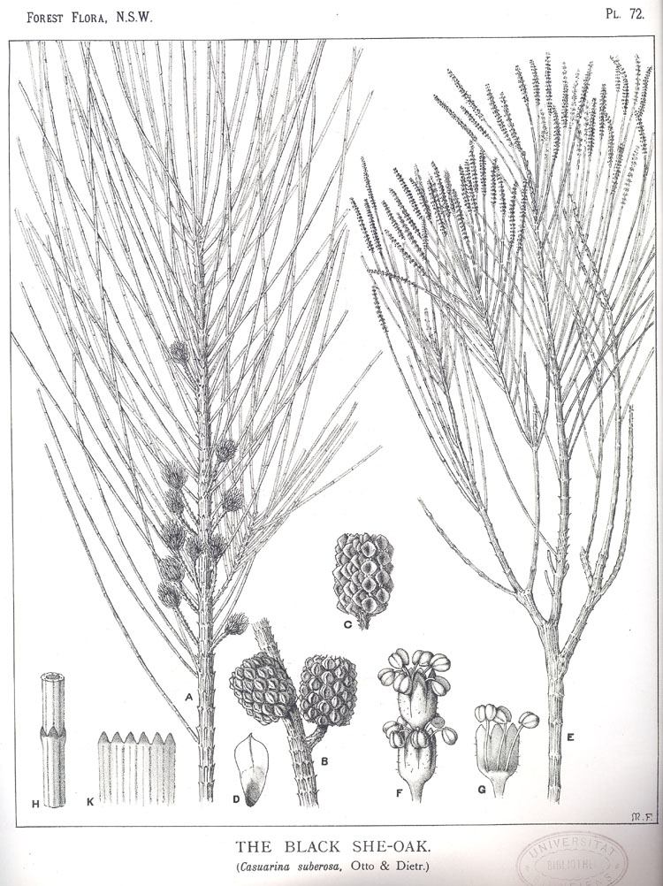 Forest Flora of New South Wales (Volume 2): Plate 72: The Black She Oak