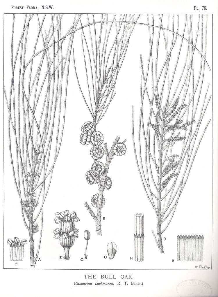 Forest Flora of New South Wales (Volume 2): Plate 76: The Bull Oak