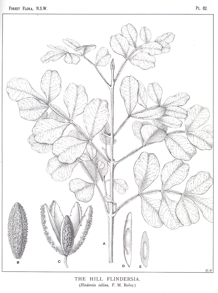 Forest Flora of New South Wales (Volume 3): Plate 82: The Hill Flindersia