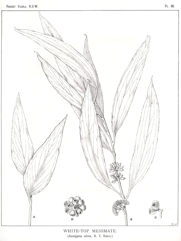Forest Flora of New South Wales (Volume 3): Plate 86: White Top Messmate
