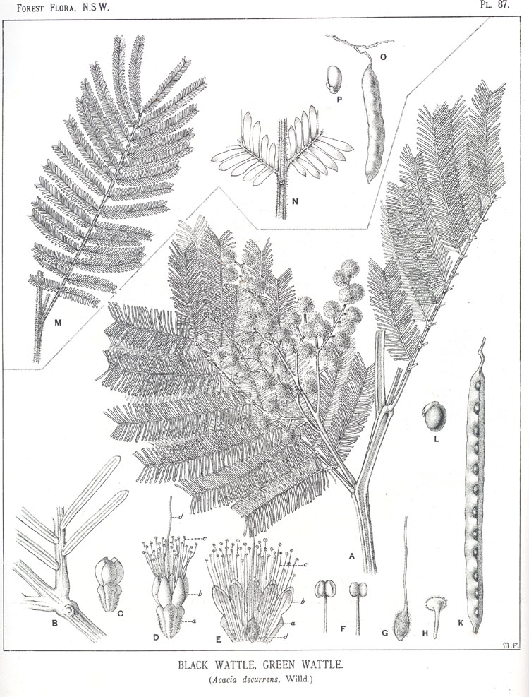 Forest Flora of New South Wales (Volume 3): Plate 87: Black Wattle, Green Wattle