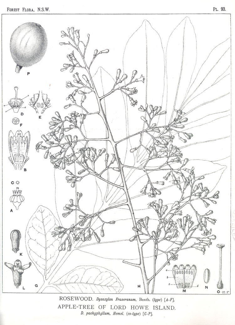 Forest Flora of New South Wales (Volume 3): Plate 93: Rosewood, Apple tree of Lord Howe Island
