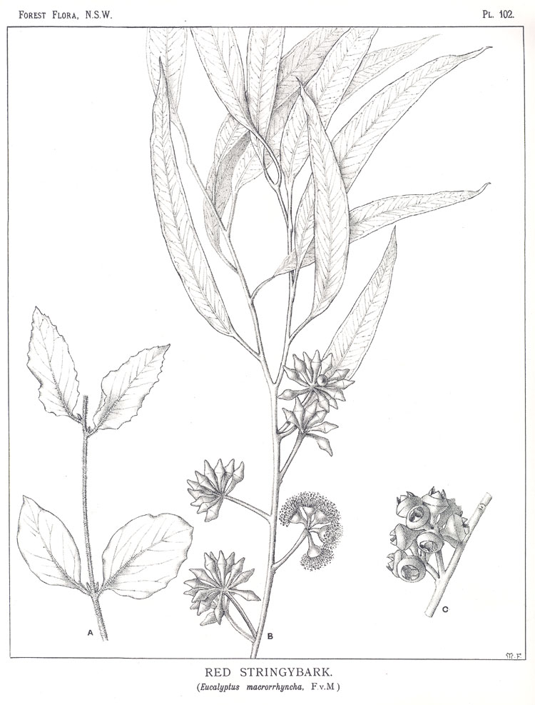 Forest Flora of New South Wales (Volume 3): Plate 102: Red Stringybark